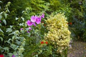 variety of flowering plants in the garden