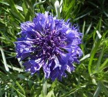 blue lush flower among green grass closeup