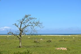 dry tree by the lake on a sunny day