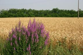 field of wheat