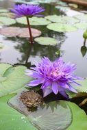 closeup photo of toad among purple water lilies on a pond