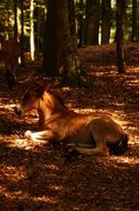 horse lying on the forest ground