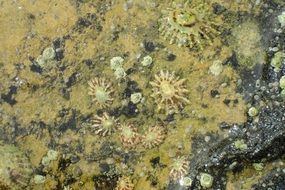 mollusks under water on the coast