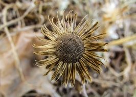 Macro photo of dried flower in nature