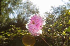 Beautiful peony flowers blossom on the bush