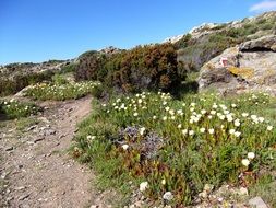 Seaside Path