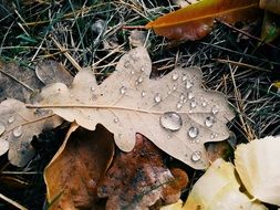 autumn leaves in drops of water on grass close-up