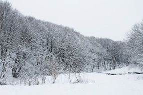 white winter forest