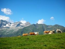 Cows on the prairie near the mountain