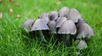 mushrooms in green grass