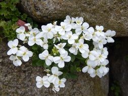closeup photo of white stonecrops flowers in spring