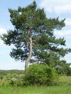 blooming shrub beneath pine at summer