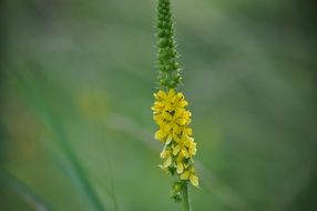 agrimony inflorescence at green blur background