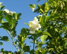 white blossom of a orange tree close-up