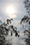 Bamboo branches at Sky