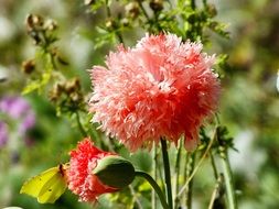 fluffy red flowers