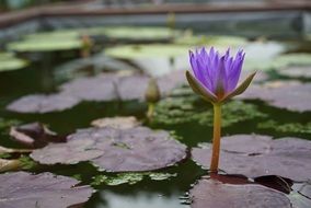 purple water lily on a pond in a botanical garden