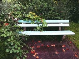 green plant on a garden bench
