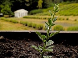 Plant growing up