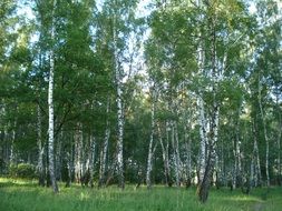 Birch Forest in Russia