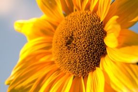 unripe yellow sunflower in summer