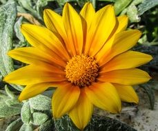 closeup photo of yellow daisy in the tropics
