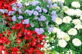 blue, red and white decorative daisies in the garden close-up