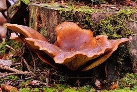poisonous mushroom in the autumn forest