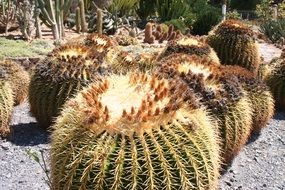 garden cacti in Mexica