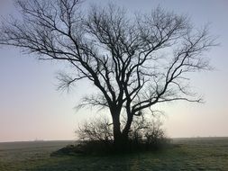 incredibly beautiful Lonely Winter tree