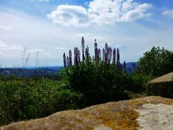 panoramic view of alpine valley on a sunny day
