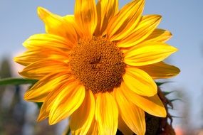 bright yellow sunflower is a sign of summer
