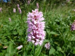 close-up photo of dactylorhiza flower under the bright sun