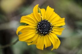 yellow asteraceae flower
