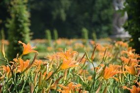 orange flowers in the garden