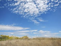 Landscape of feather clouds over a grain field