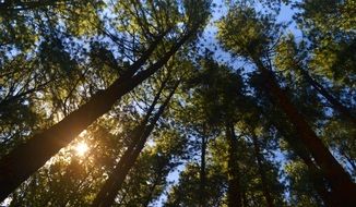 Sunlight in the beautiful beautiful pine forest with green trees