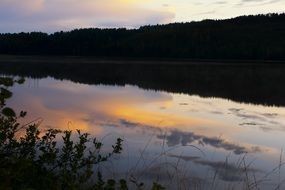 forest near the river at dusk