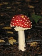 Fly Agaric on dark soil