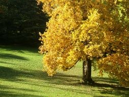 Yellow tree in fall
