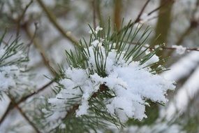 Snow on the pine in the winter