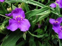 Purple Flower iris in green leaves