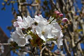 Japanese cherry in white bloom close-up