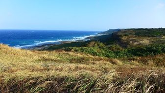 golden grass on the coast of the Hengchun Peninsula