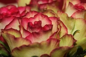 bicolor roses in a bouquet close-up