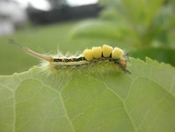 tussock moth caterpillar on leaf