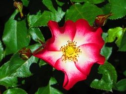 red and white flower in the garden