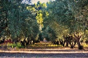 Tree Olives Orchard