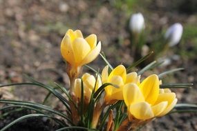 tiny yellow Krokus macro