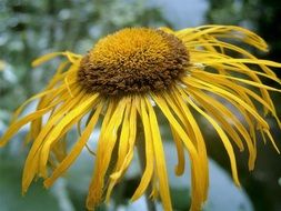 macro photo of Yellow Flower with long narrow petals